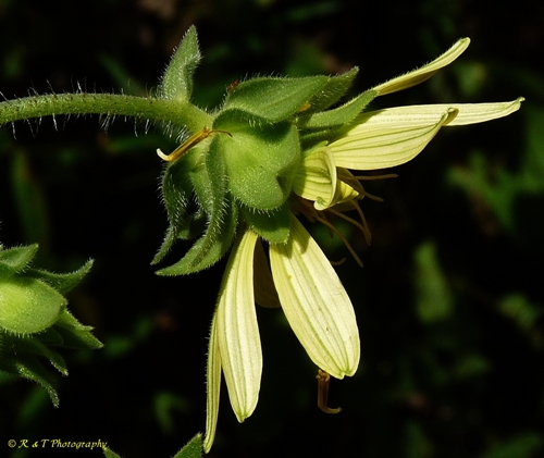 {Silphium mohrii}